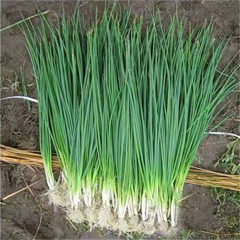 C现挑鲜小葱50g ±5g小葱