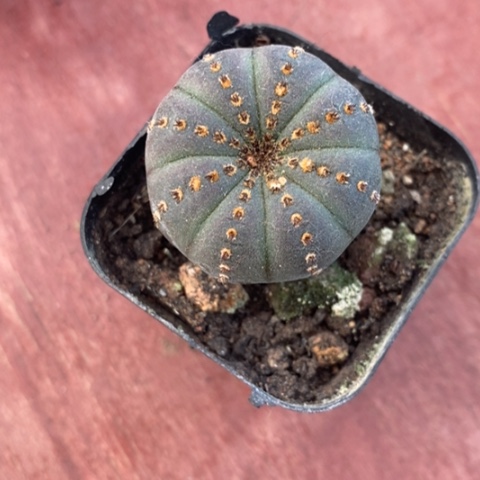 侍童单头3仙人球