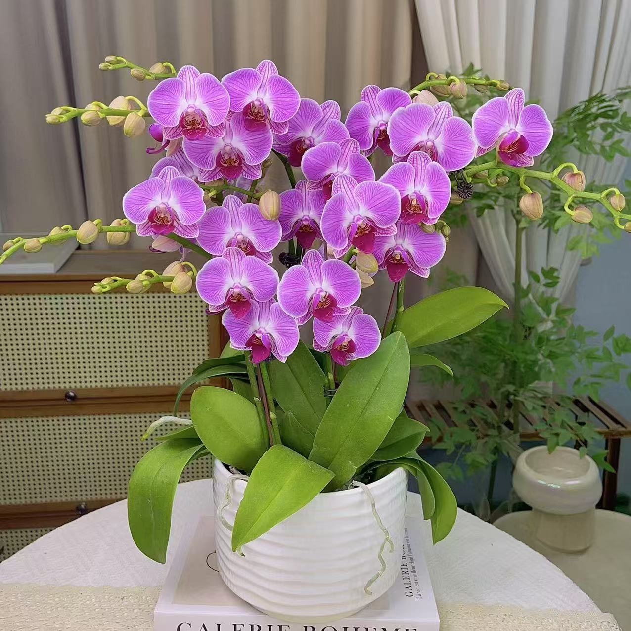蝴蝶兰【缤纷安妮】双花剑 大花型  花色鲜艳 广州基地直发