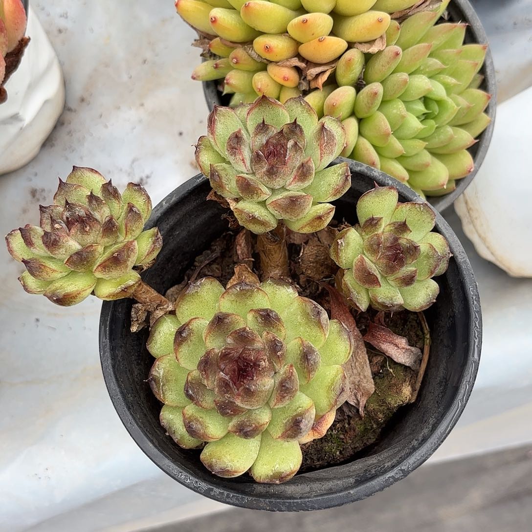 多肉植物啦啦啦啦啦