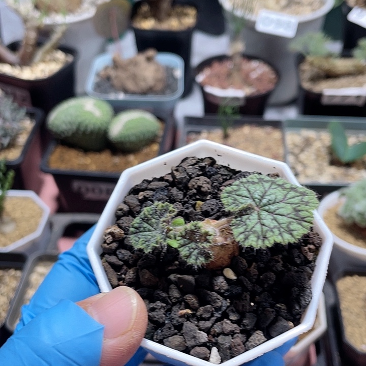 米***琪079圆叶杨葵块根，