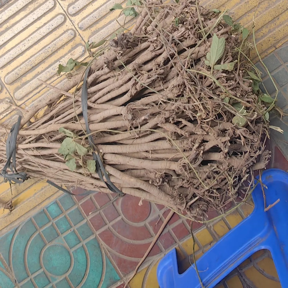 正宗千斤拔广西非野生千斤拔整根无硫自然晒干一条根钻地风
