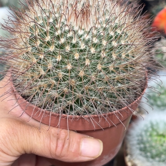 完全开放实生菲秀玉