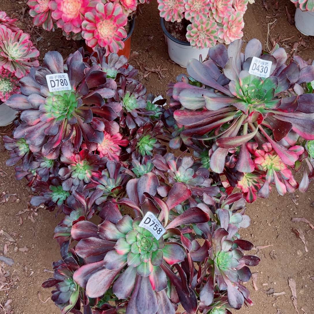 780+430+758花蝴蝶雨子多肉植物