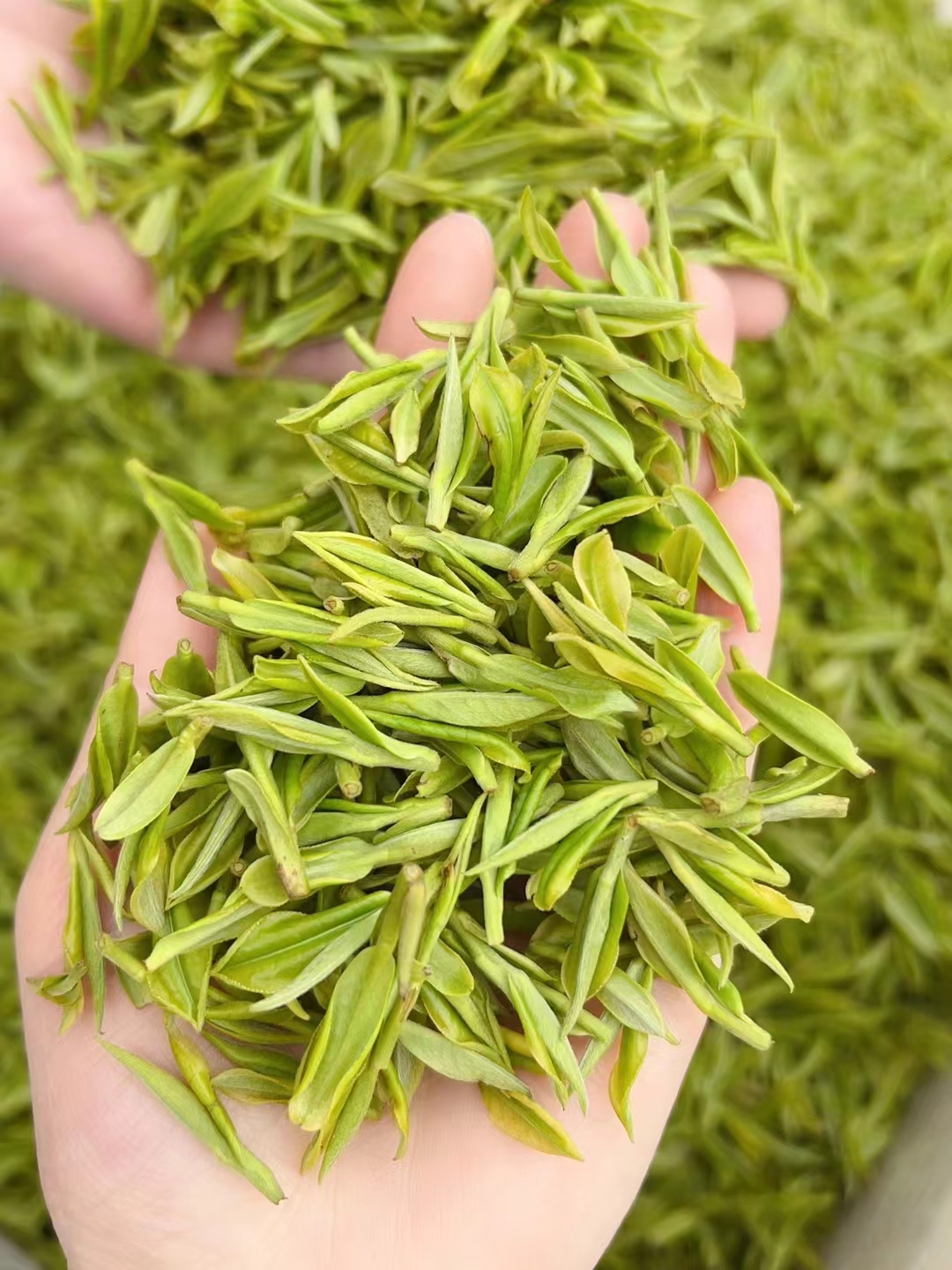  【强烈推荐】开园高山肥芽 -安吉清品仙高山白茶早春品质好茶