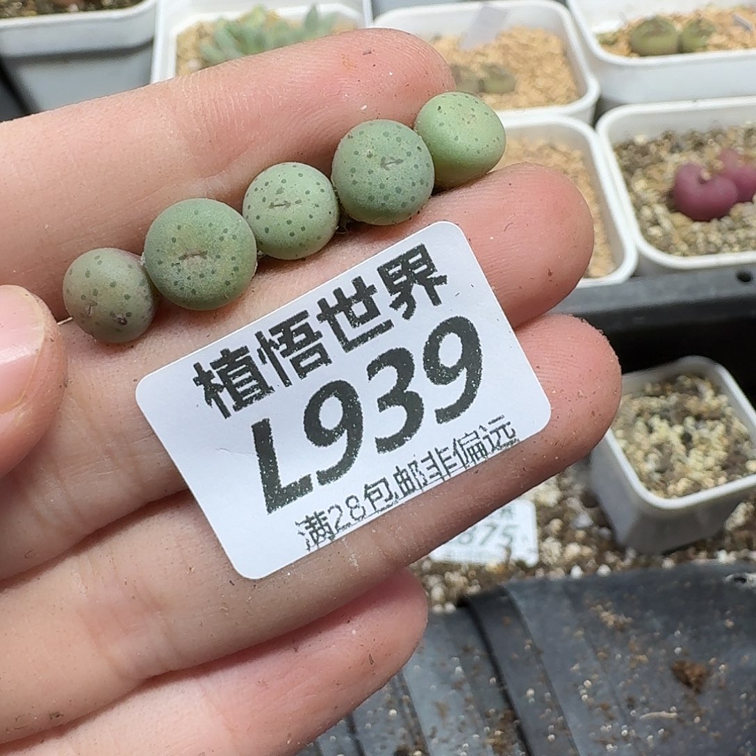 多肉植物的嘴fghjj