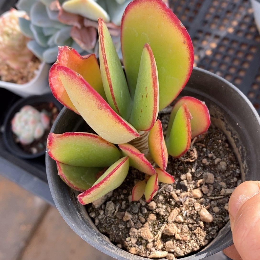 精品多肉一物一拍不包整146