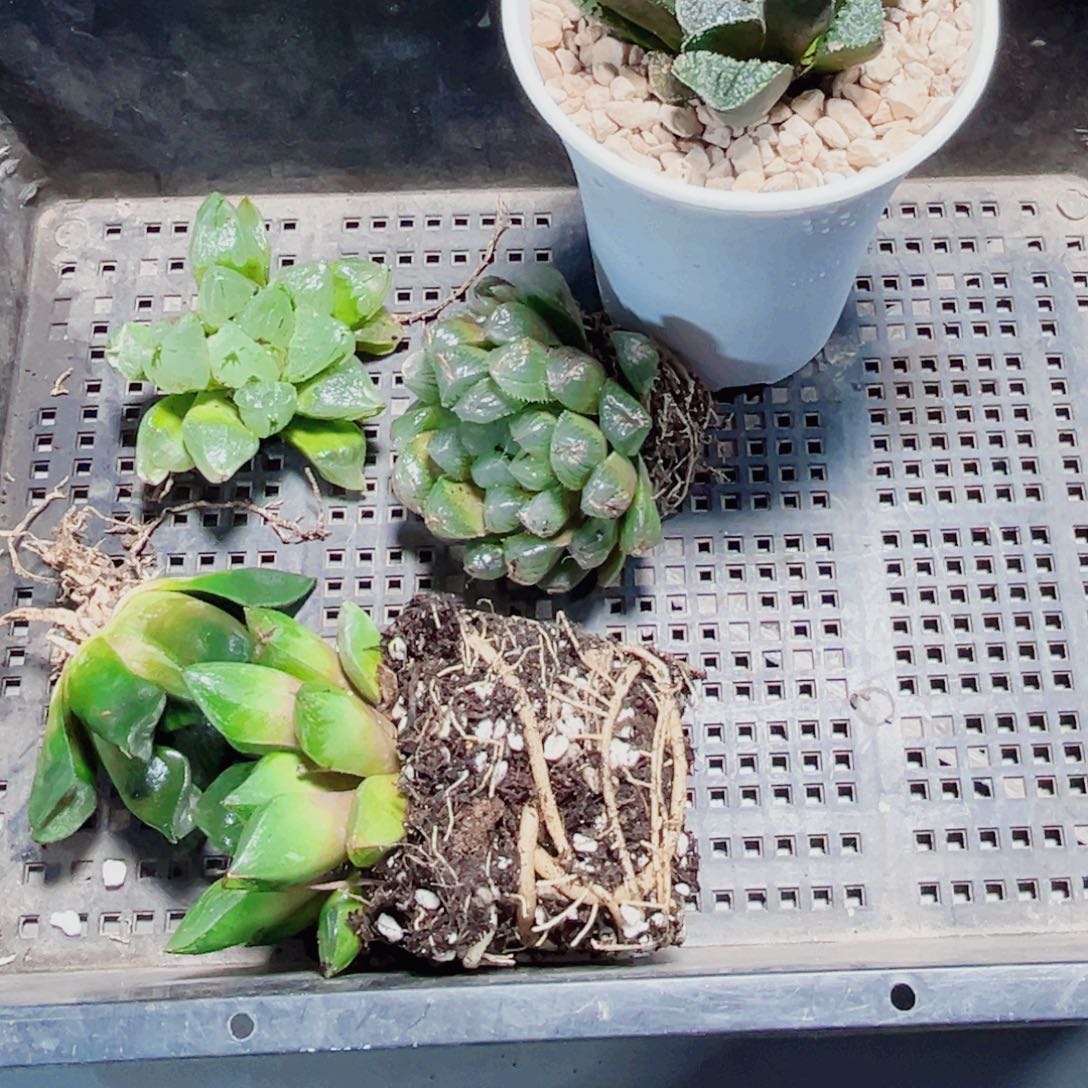 5棵漂亮肉肉多肉植物