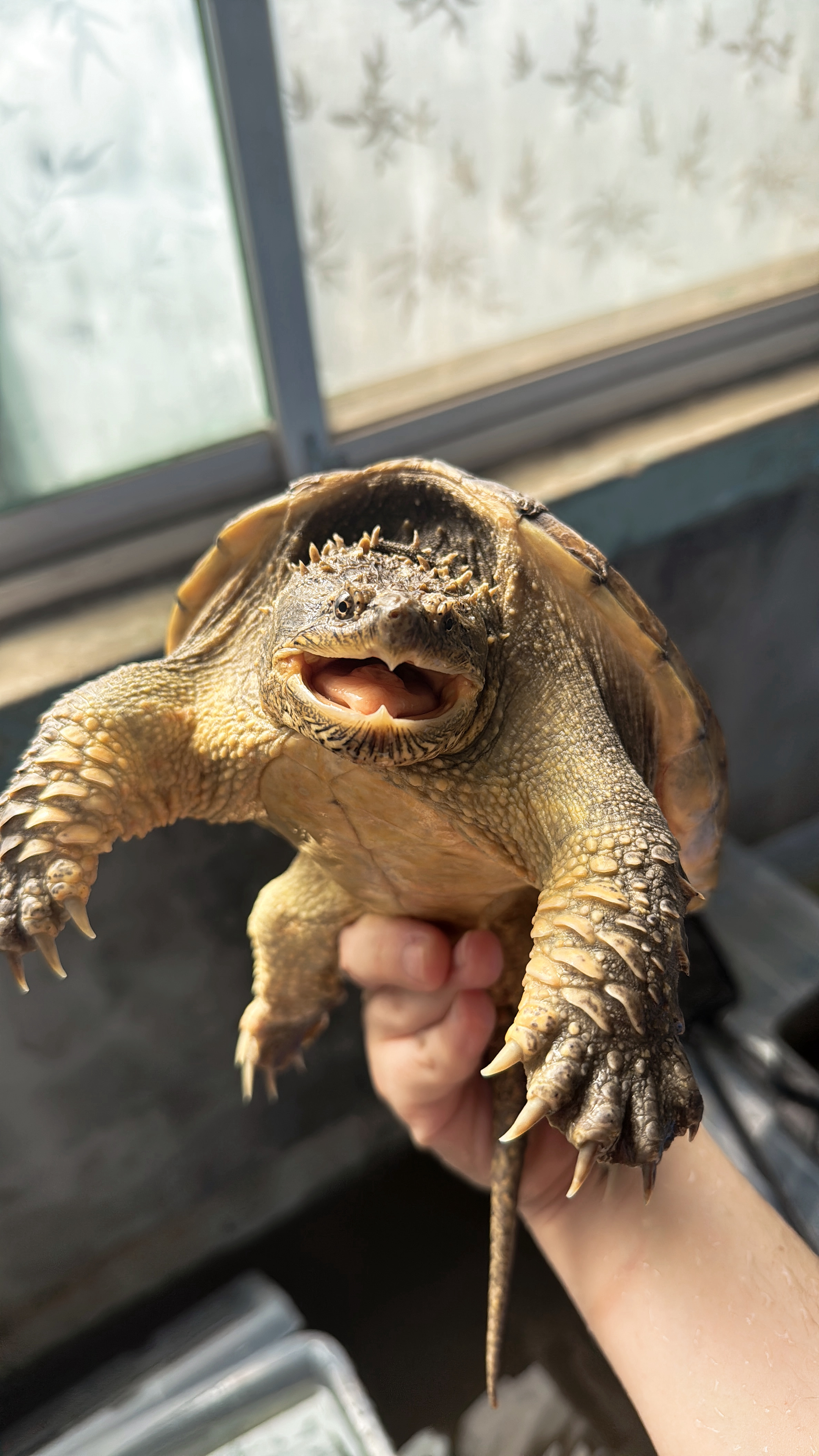 佛鳄龟活体宠物龟观赏龟水龟（直播间）