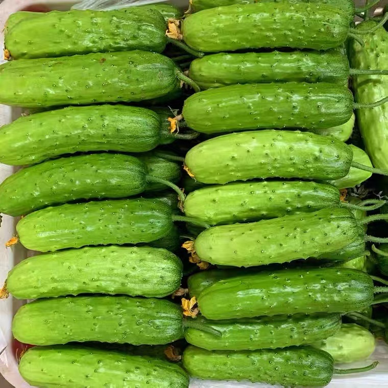 东北吉林特产农村旱黄瓜【顺丰包邮】