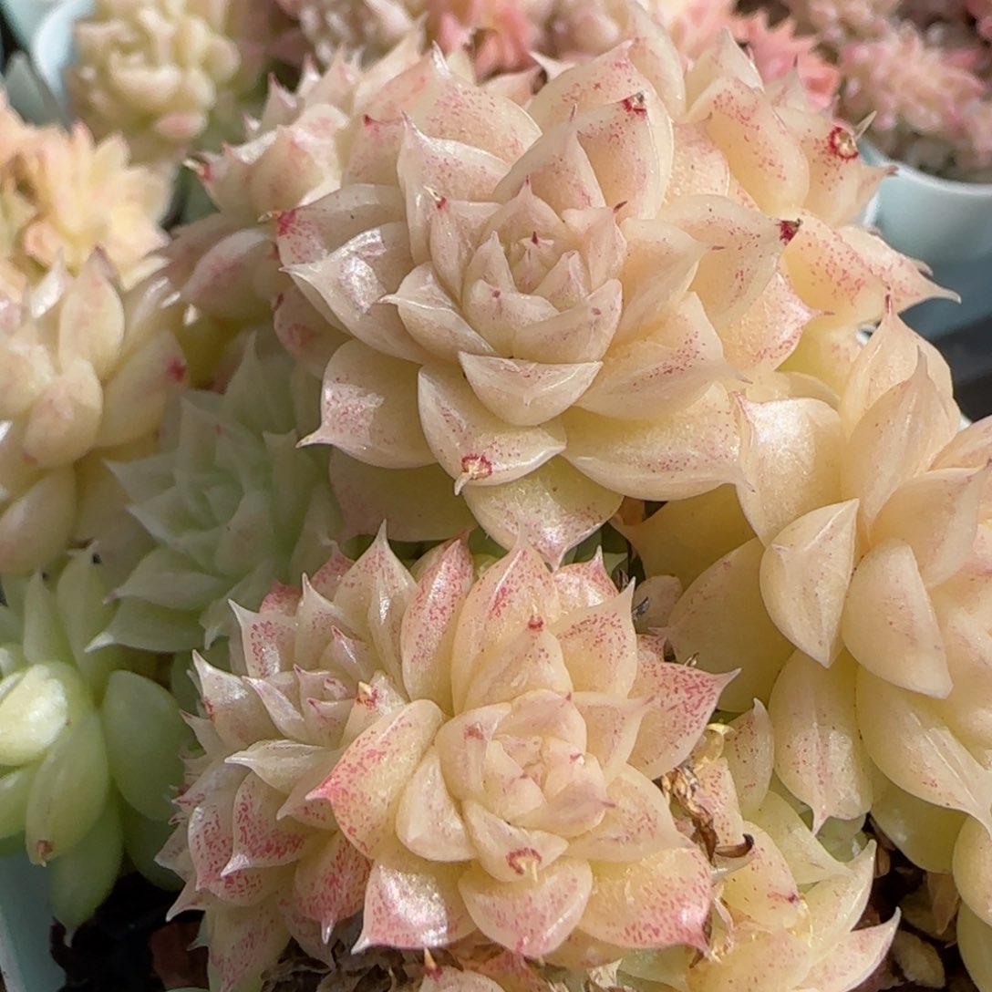 花语逸镜0130-538散