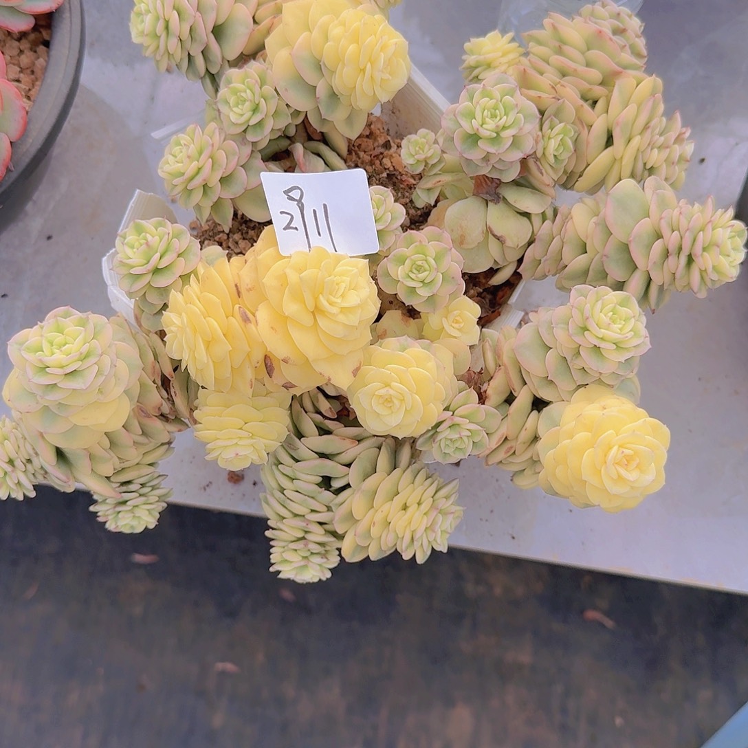 柔***情2911辣牡丹锦多肉植物