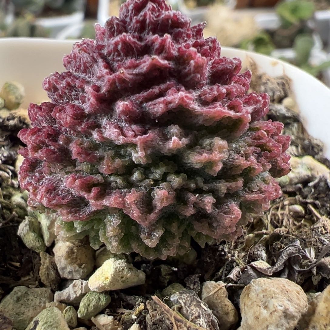 牛角包大苗多肉植物