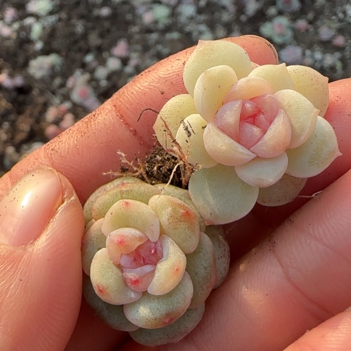 萌***园30号王者系列多肉一盒