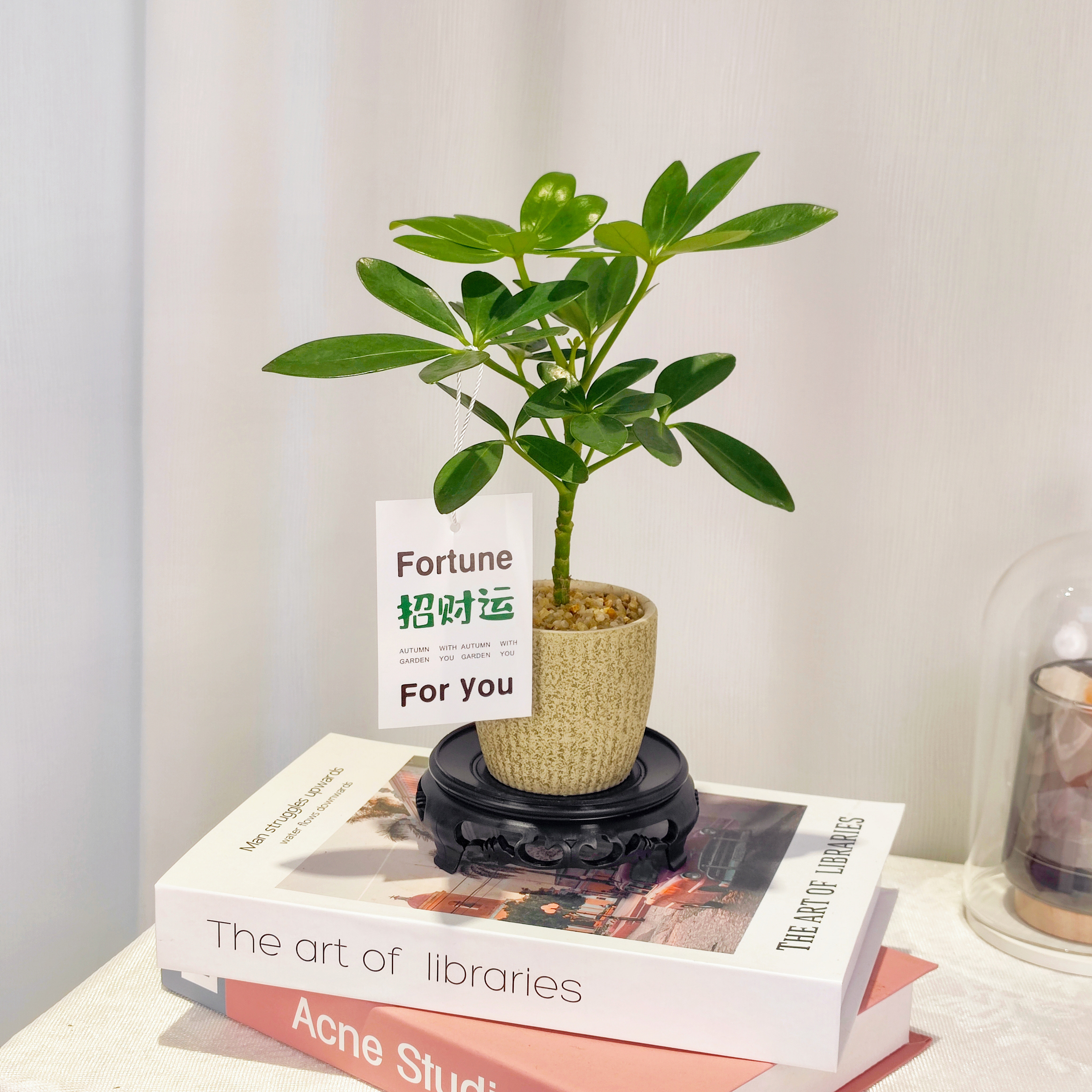 【宠粉福利】鸭脚木盆栽瓷盆土培清新绿植室内养护简单易打理好活