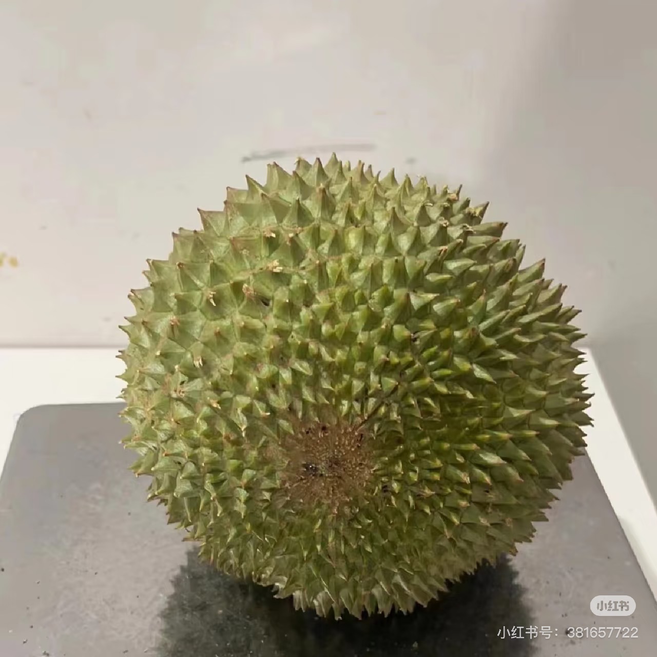 圣泰小品种榴莲3-18斤