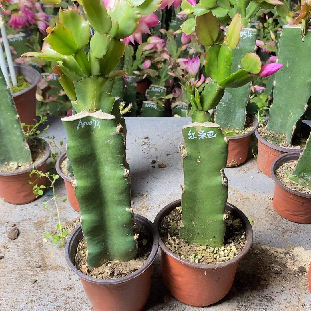 金***叶全部花朵073➕红桑巴福利