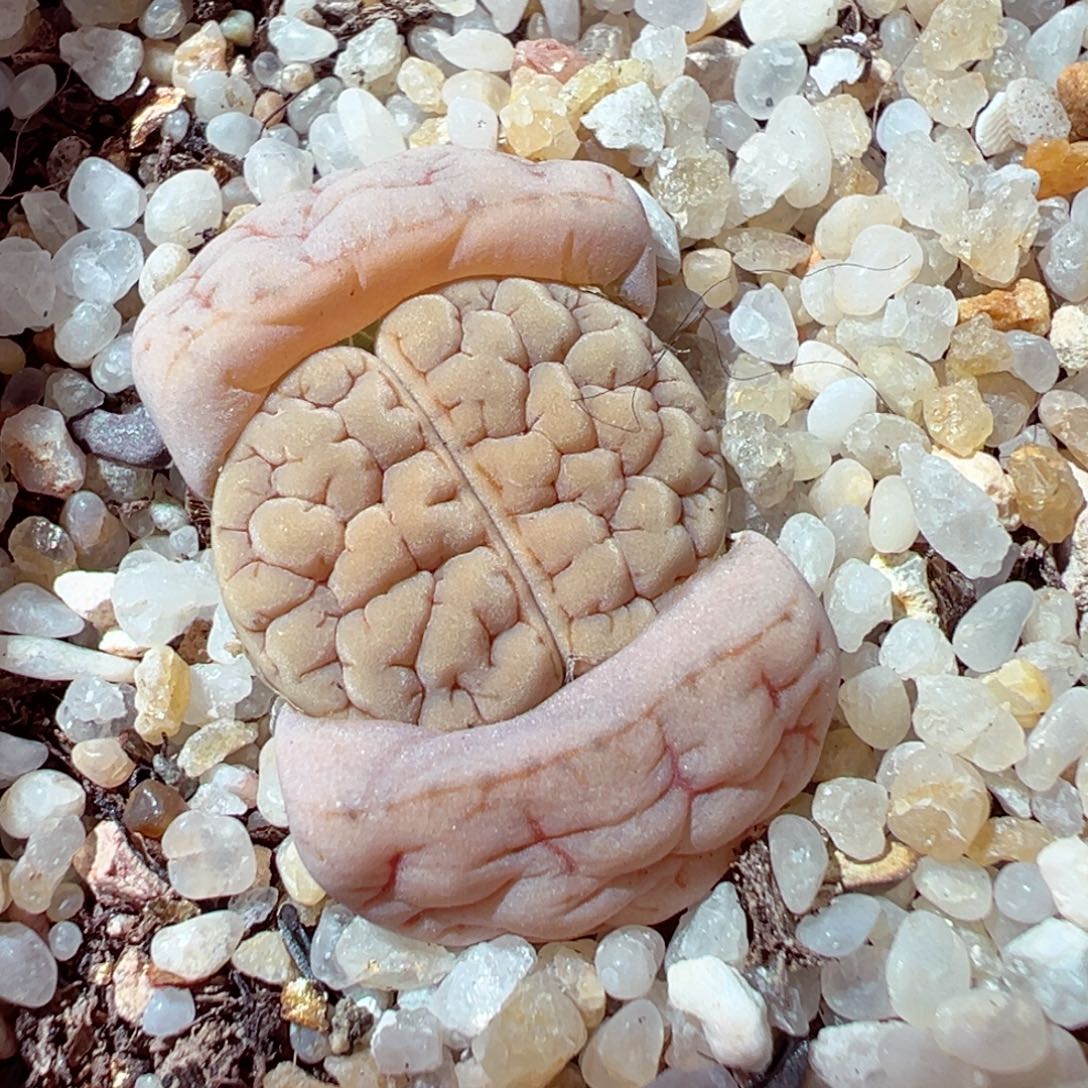 ****:1217-562多肉多日的