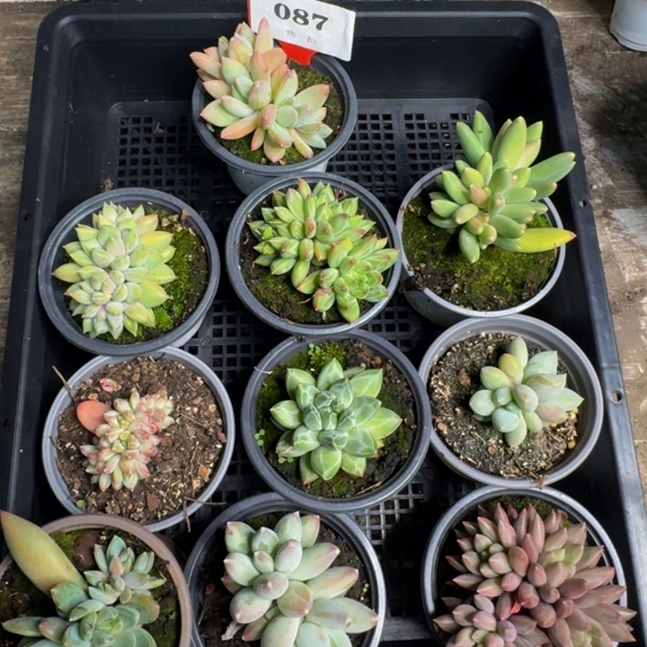 087多肉植物一物一拍