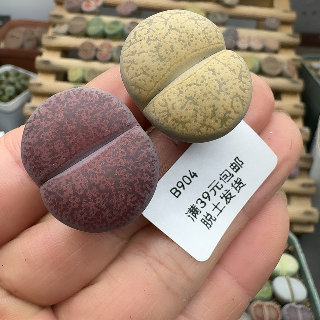 904多肉哈哈哈哈哈哈哈