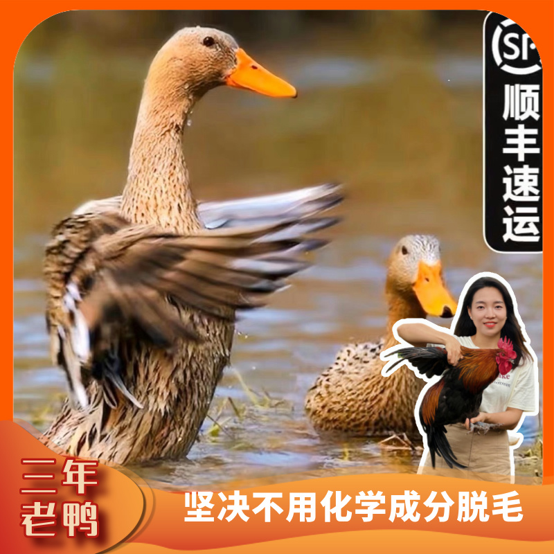 【3年老麻鸭】农家散养3年老麻鸭（净重2.5斤以上带内脏)