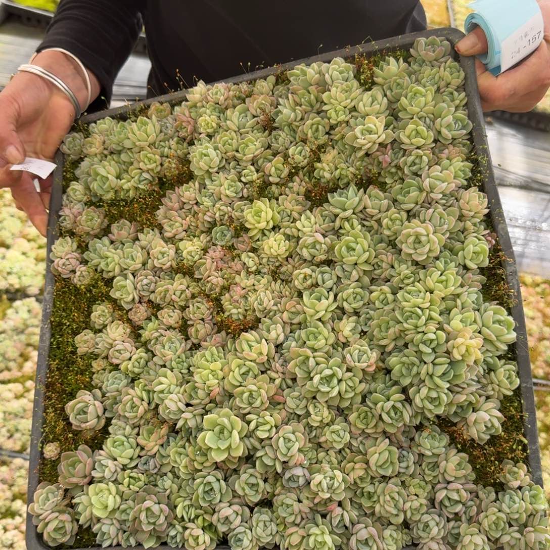 多肉杂交宽叶美尼珍妮糖心24-156