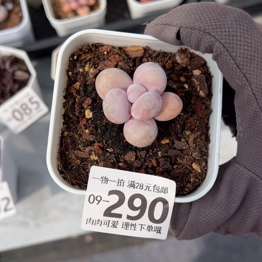 摆***?奶酪多肉多肉多肉多肉