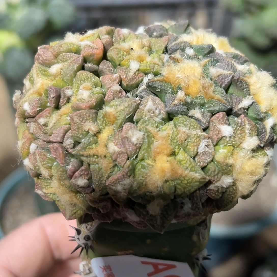 完全开放福利绣普黑牡丹锦915