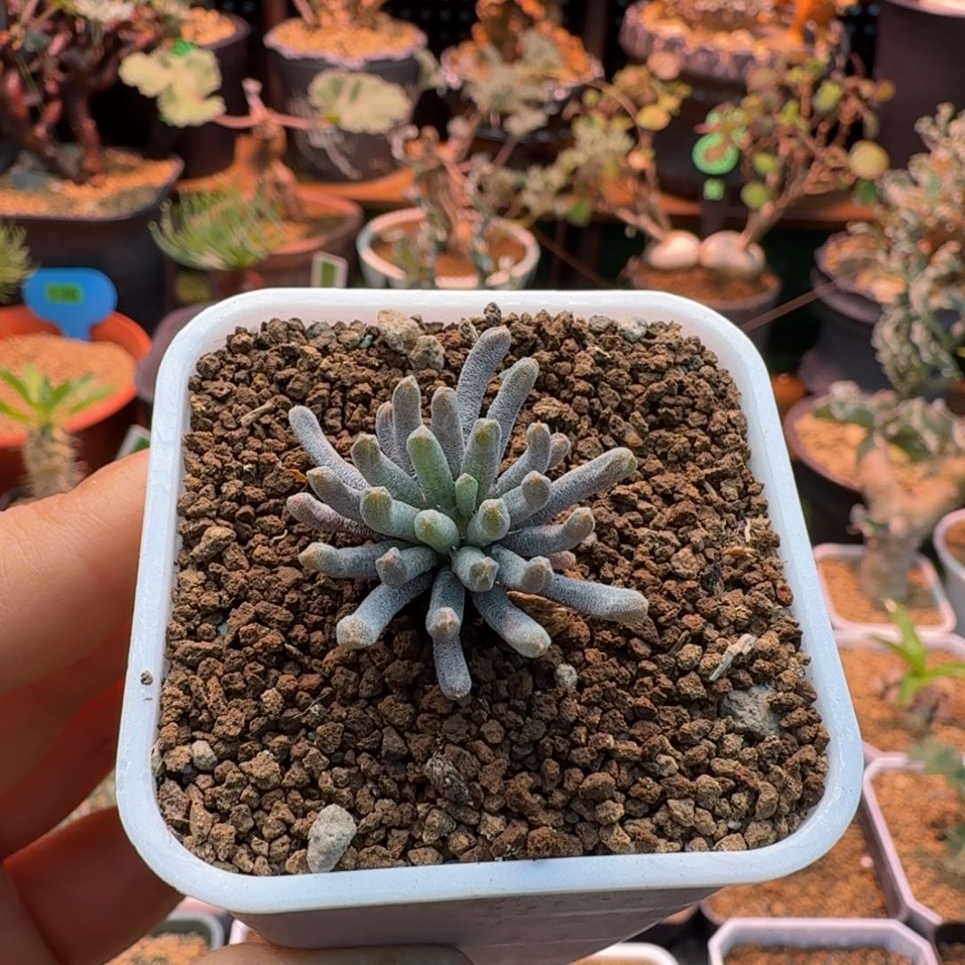 溪***一y花磷芹属220 仙人球