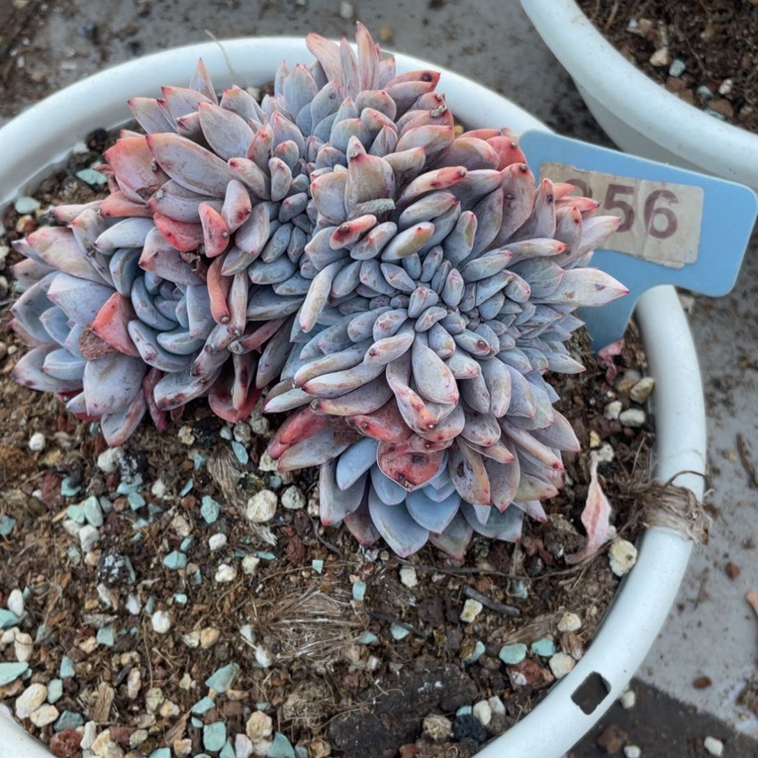 256号星影缀化多头