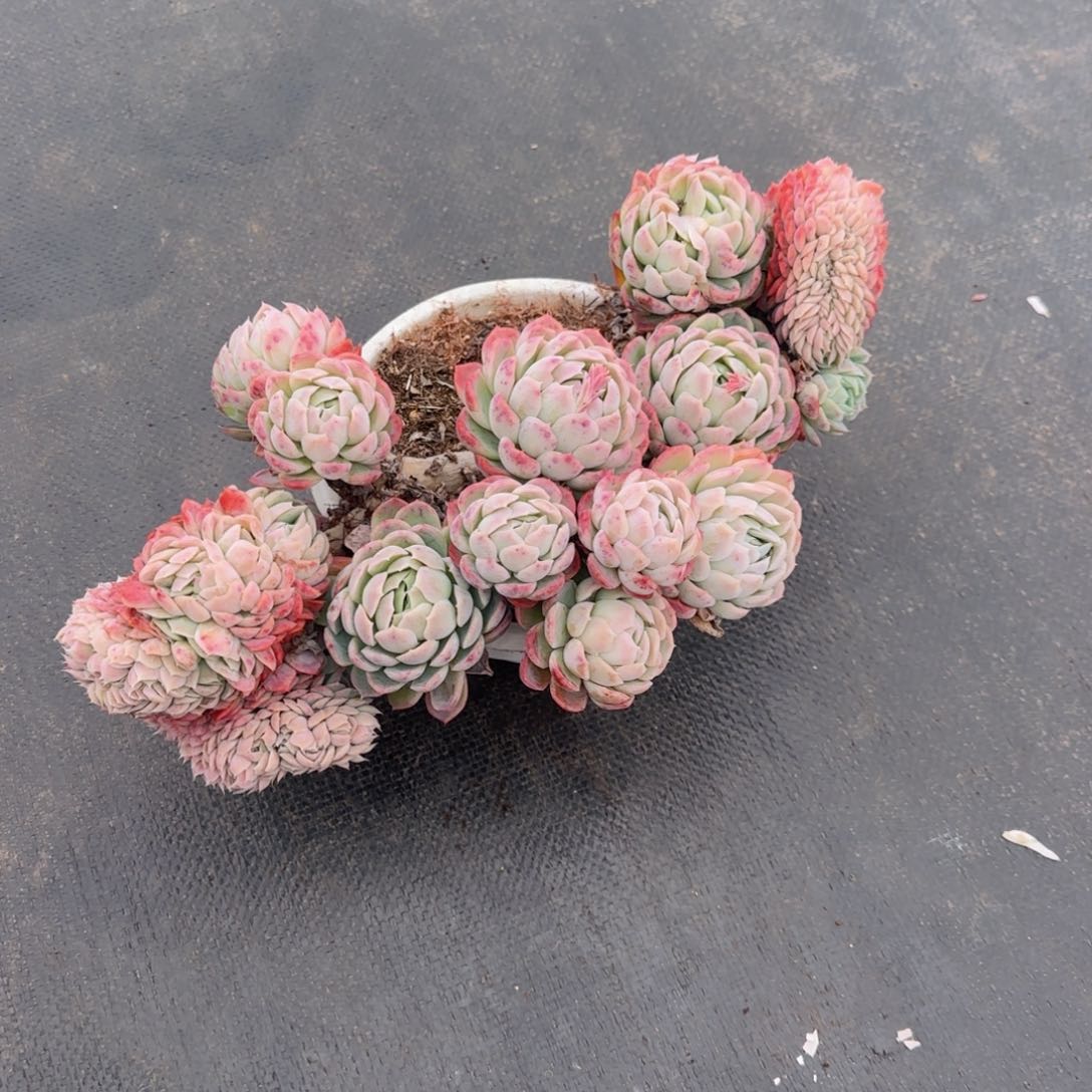 一大清早被吵的不知道