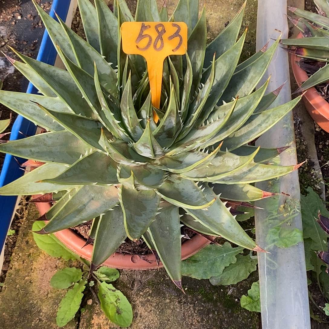 万***！芦荟583。               