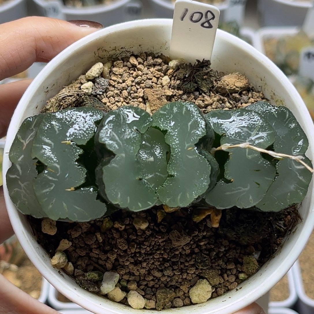 108稻妻鬼盐城玉扇福利专场