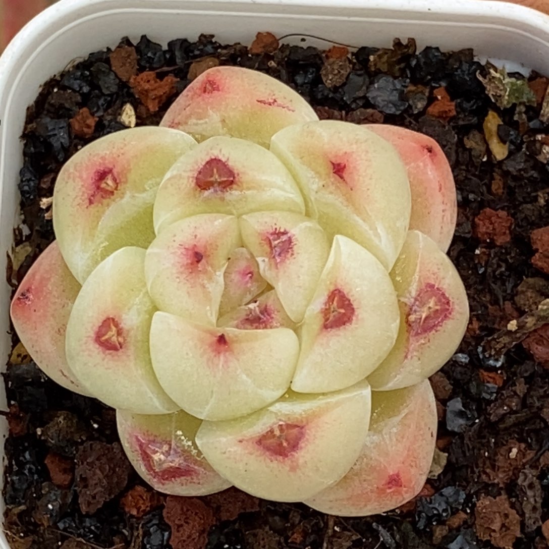 天官赐福百无禁忌