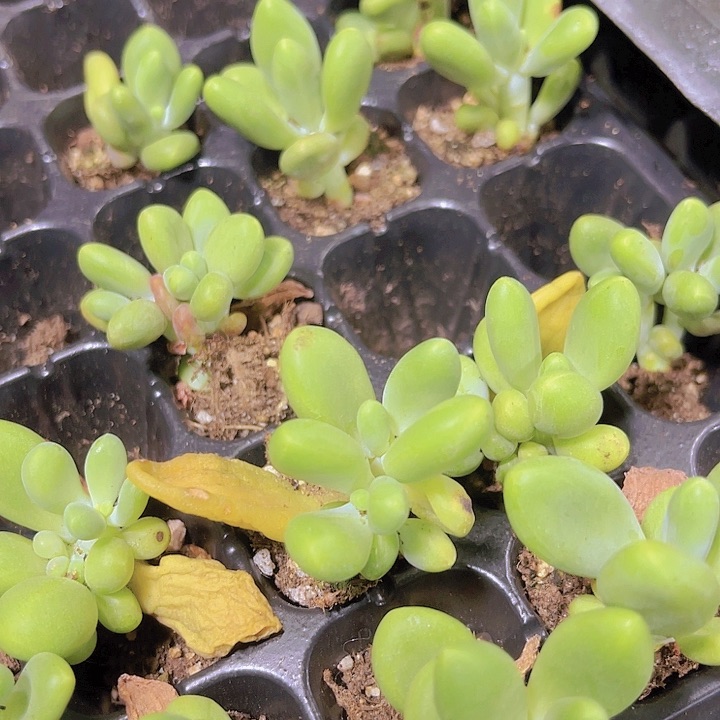 精品芒果奶多肉植物