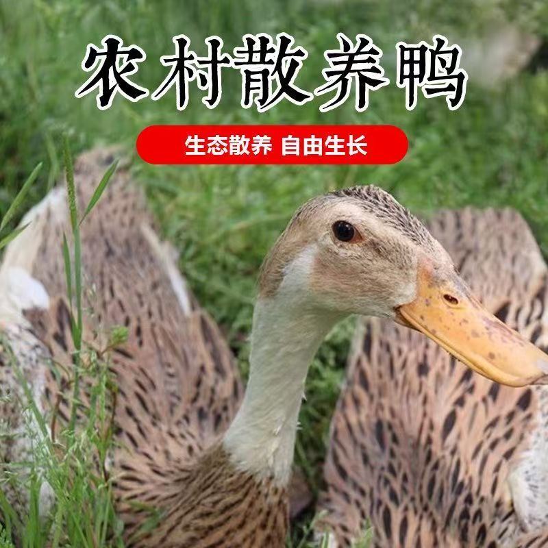 赵阳阳公益助农顺丰包邮自然生长麻鸭新鲜宰杀无掌翅顺丰发货