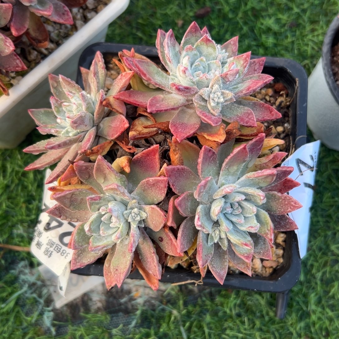 符***号谢谢宝～一物一拍2714