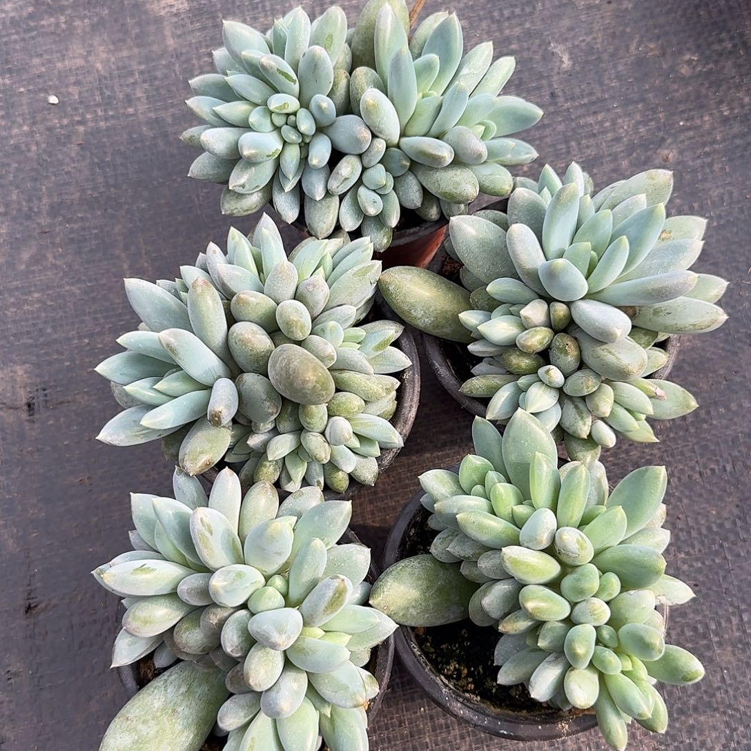 哥特6头起随机，售后范围：签收起7天内