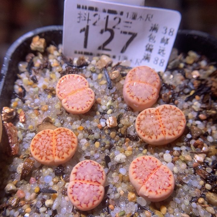 精品生石花212.127