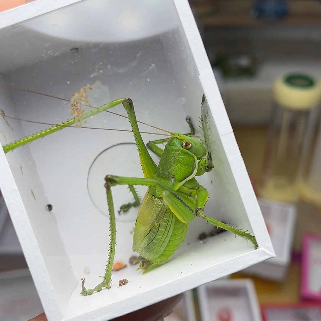 火***海蚂蚁工坊蝈蝈。     