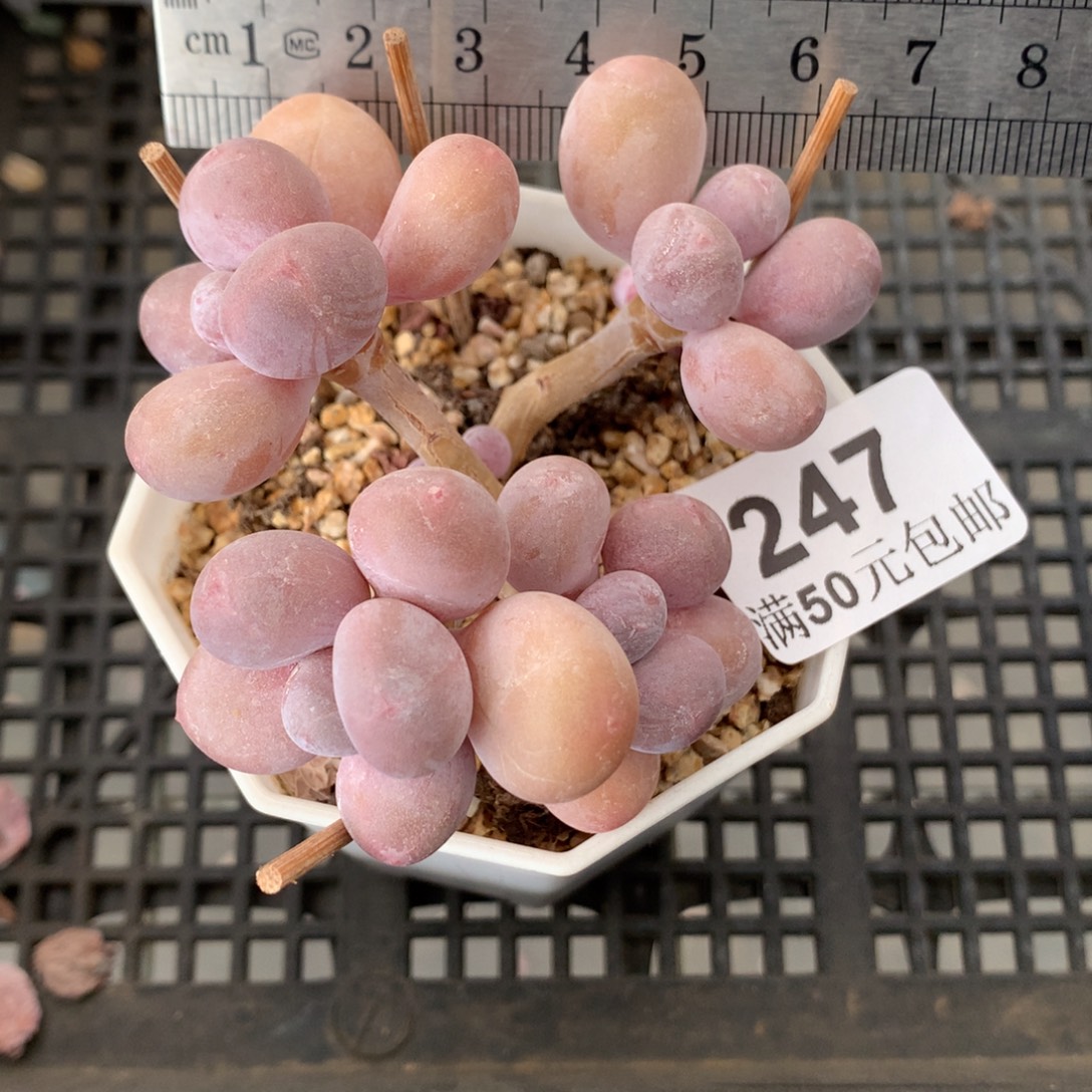 247。汤圆奶酪小树四头带崽。