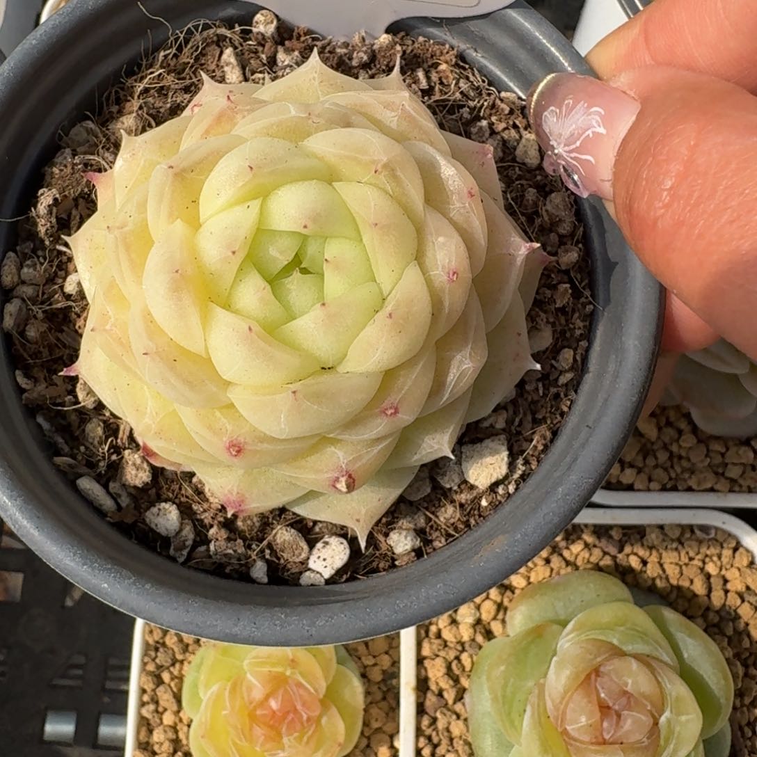 0129-08-梨花白单头