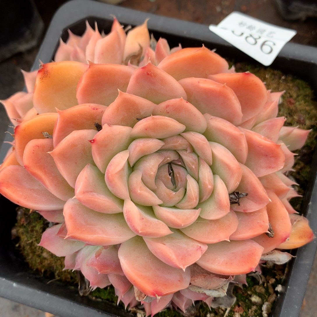 2688新年快乐发发发