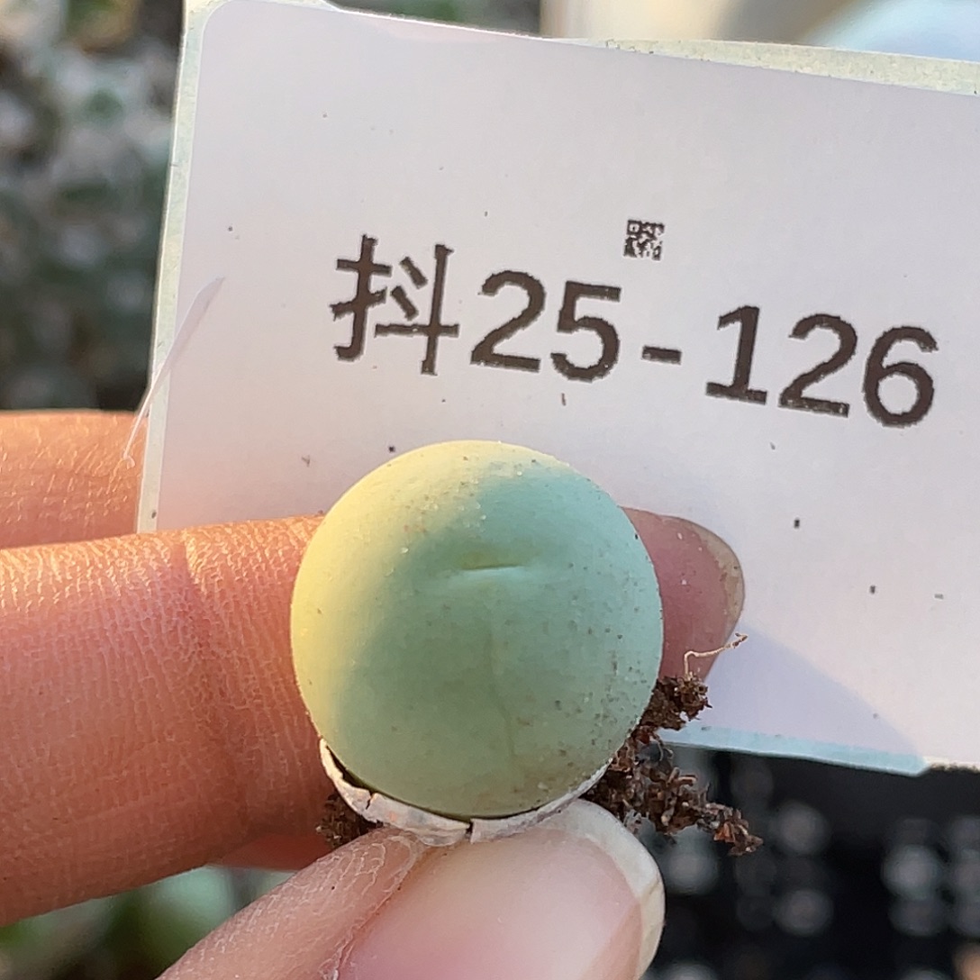 25-126鸽子蛋多肉植物