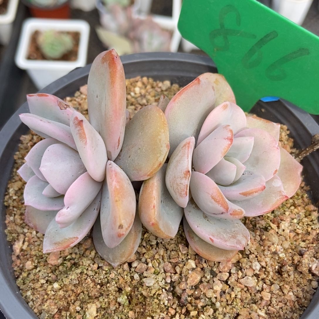 866奶茶多肉植物保护