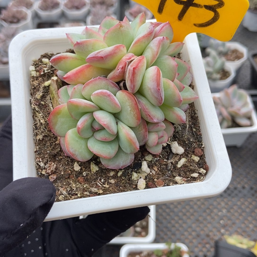 1943泡芙多肉植物