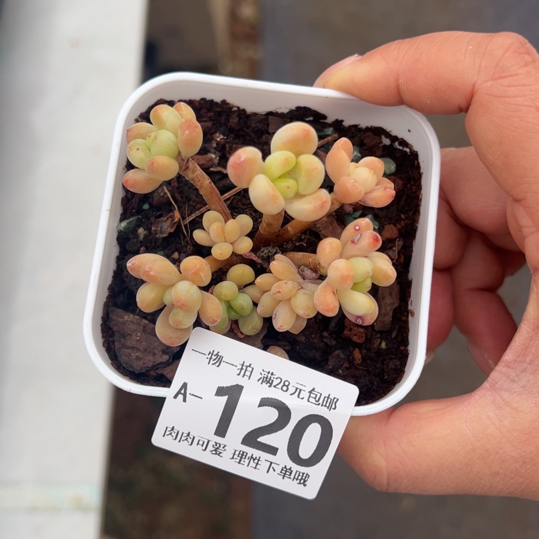 香格里拉多肉里多多肉多肉多肉多肉多肉