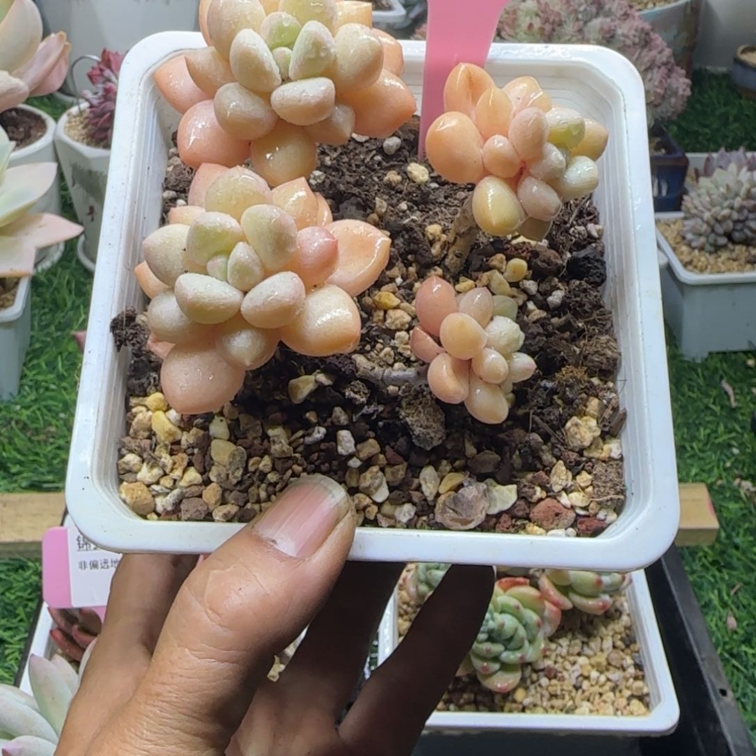 锦安精品多肉编号230