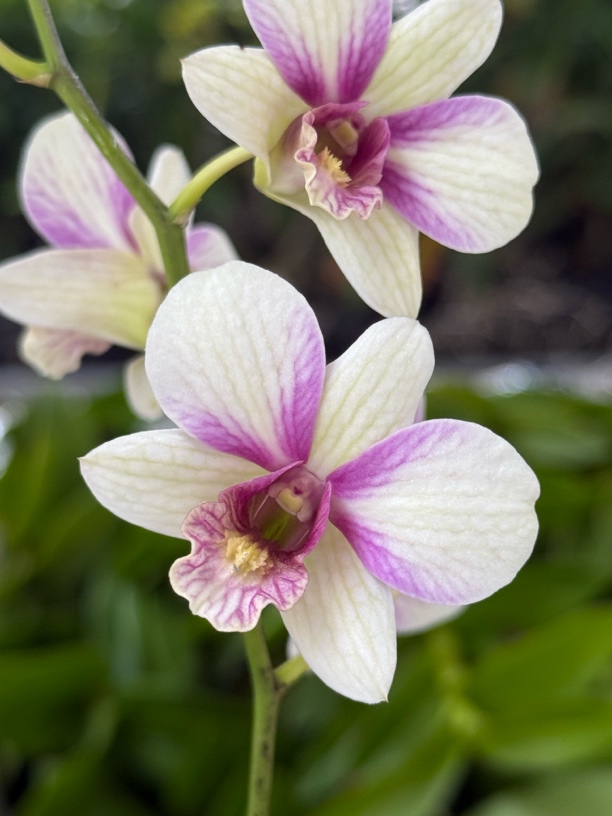 兔莉莉（恋人）（无花苗）秋石斛粉紫爆花耐寒好养花期长云南鲜花绿植