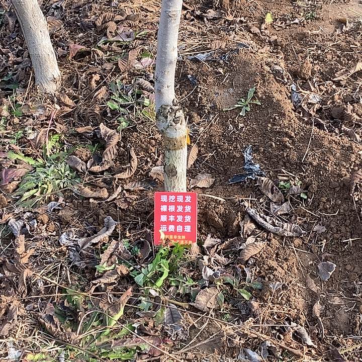 看***了文玩核桃吊坠磨盘